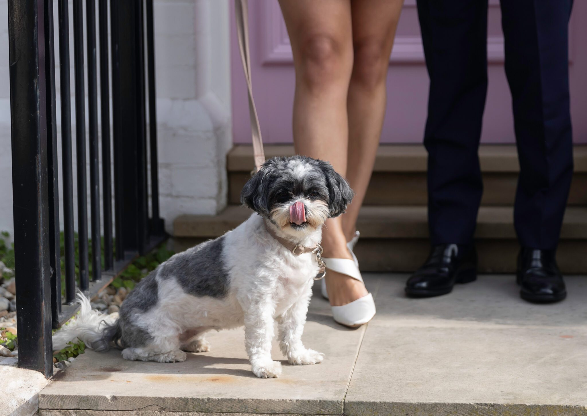 Close up of dog from Chelsea wedding couple